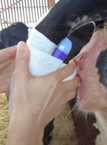 Vigivel sensor fitted under the animal's tail, indicator light facing upwards