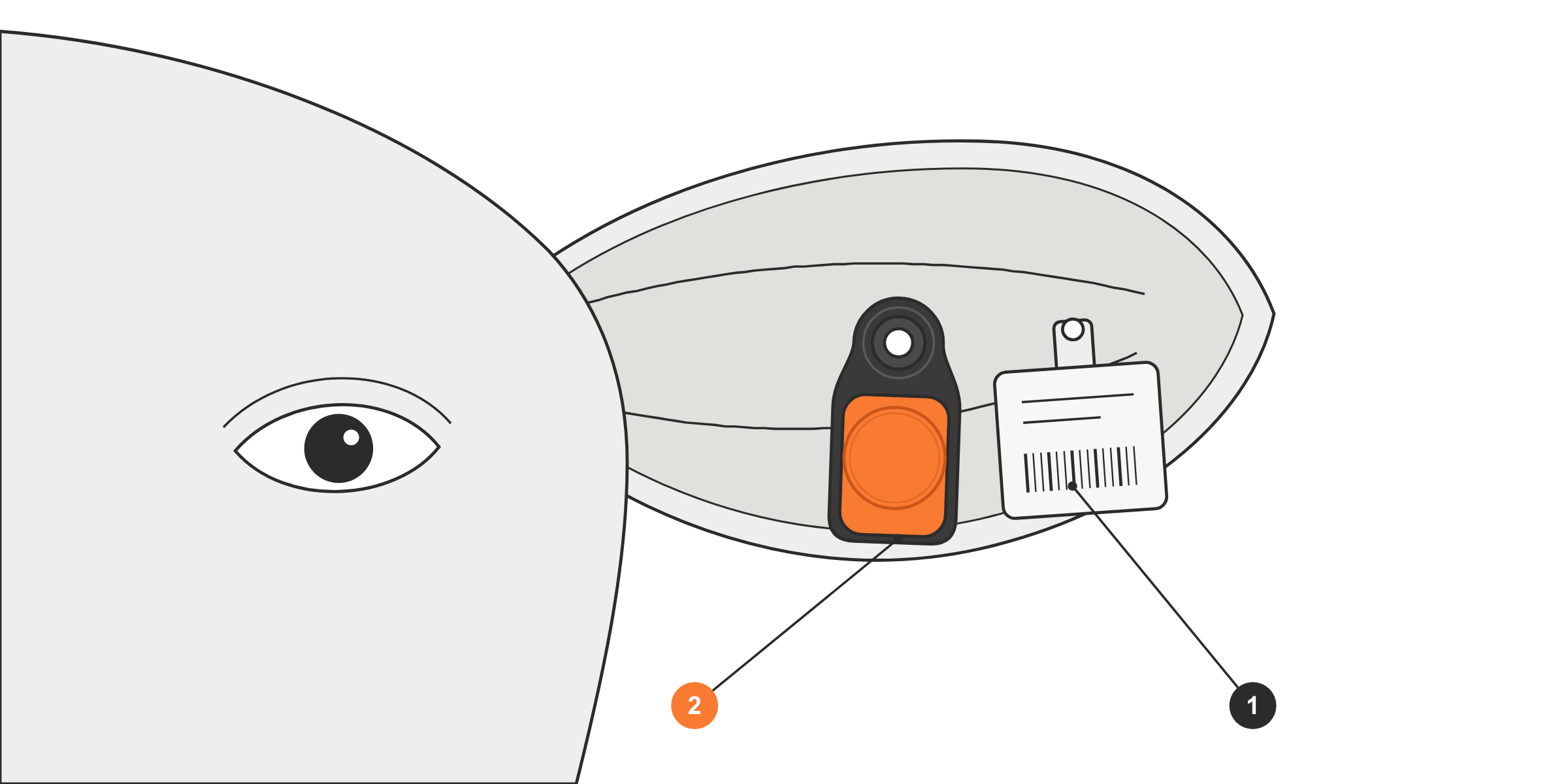 1. Boucle d'identification officielle ; 2. capteur, posé plus à l'intérieur de l'oreille