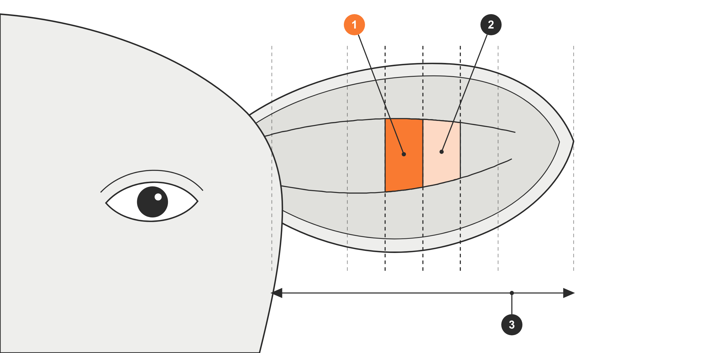Emplacement du capteur sur l'oreille : 1. zone recommandée, entre les deux nervures, de 3/8 à 1/2 de la longueur de l'oreille en partant de la tête ; 2. zone acceptable, de 1/2 à 5/8 ; 3. longueur de l'oreille