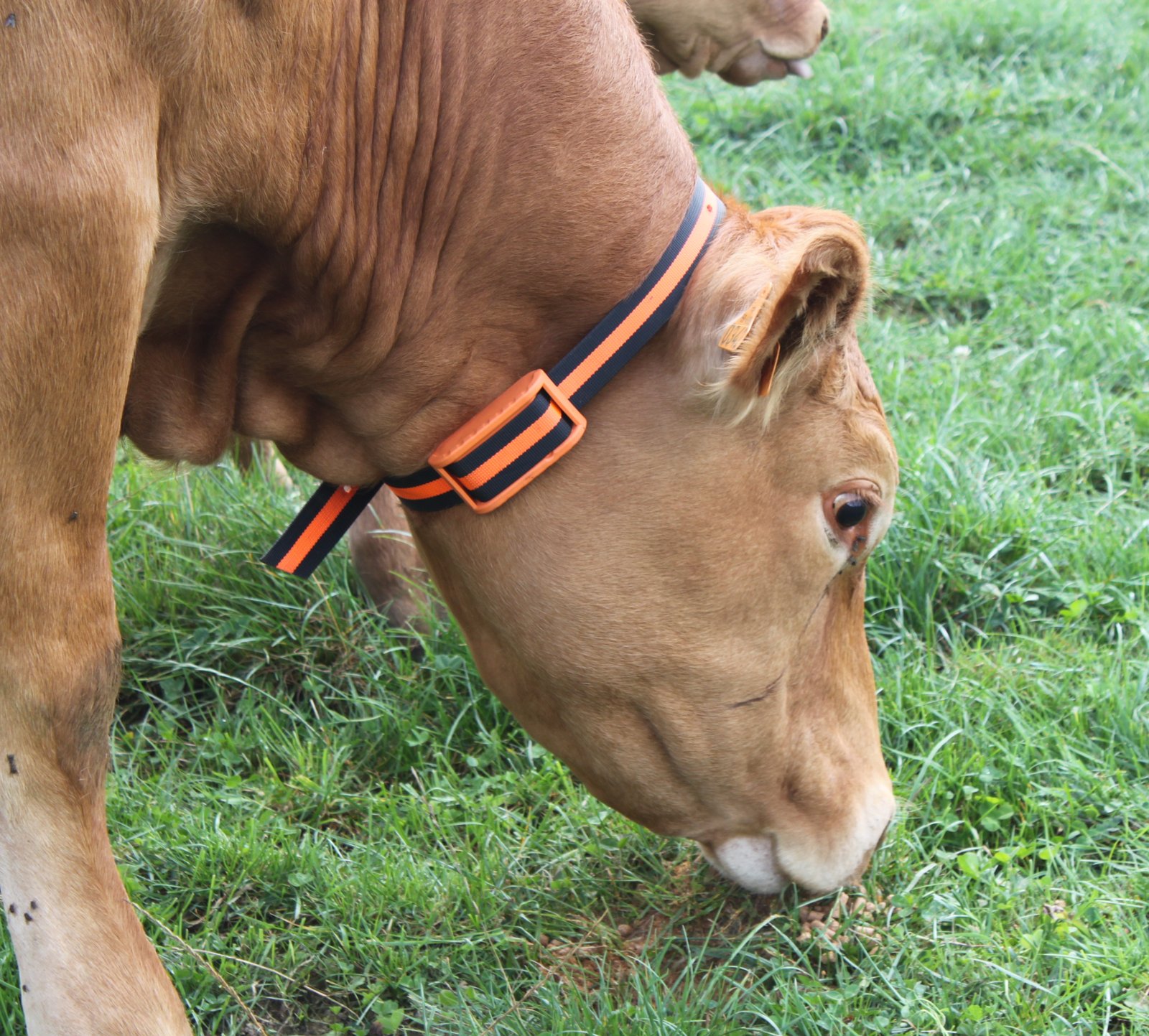 Capteur collier porté au cou d'une vache